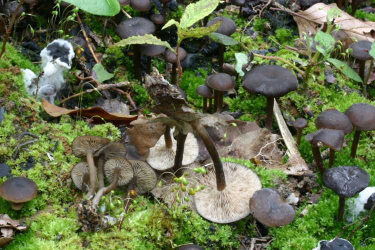 Tephrocybe sphaerospora Khun.& Romagn.